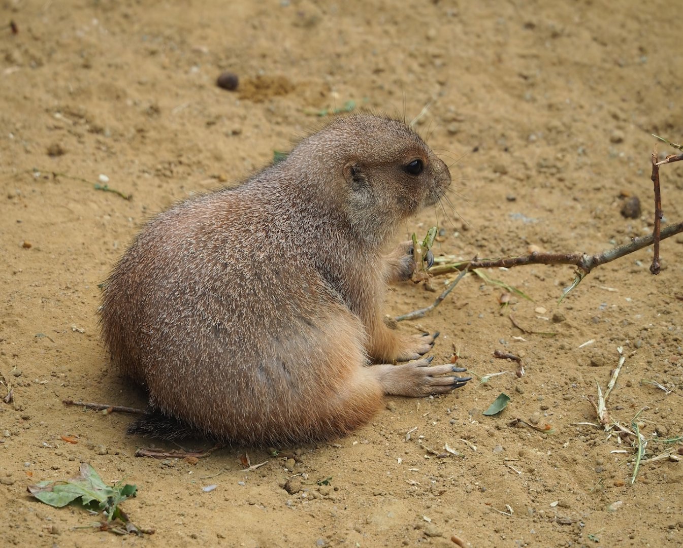 Black-tailed prairie dog (Cynomys ludovicianus), 2023-10-07