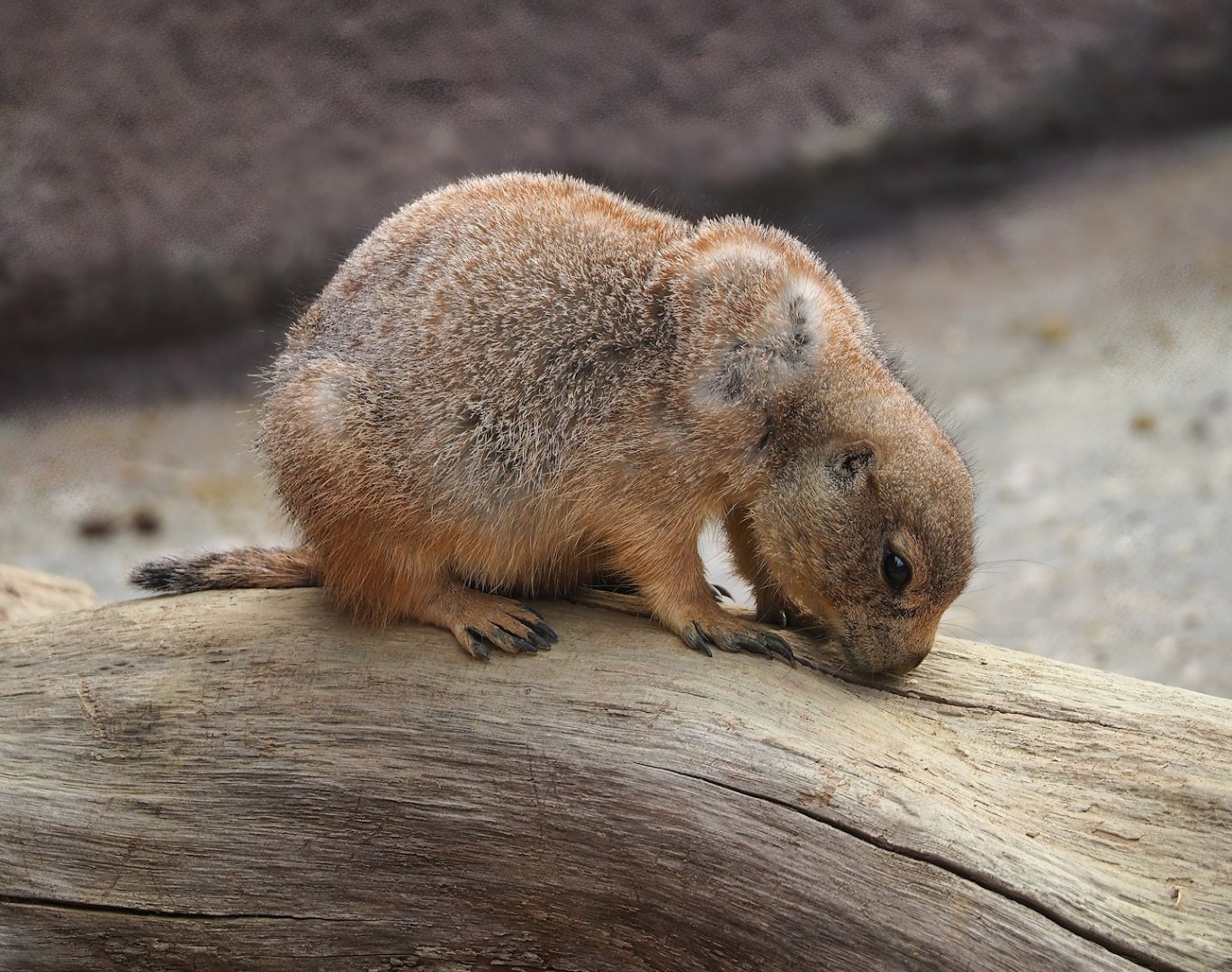 Black-tailed prairie dog (Cynomys ludovicianus), 2023-10-07