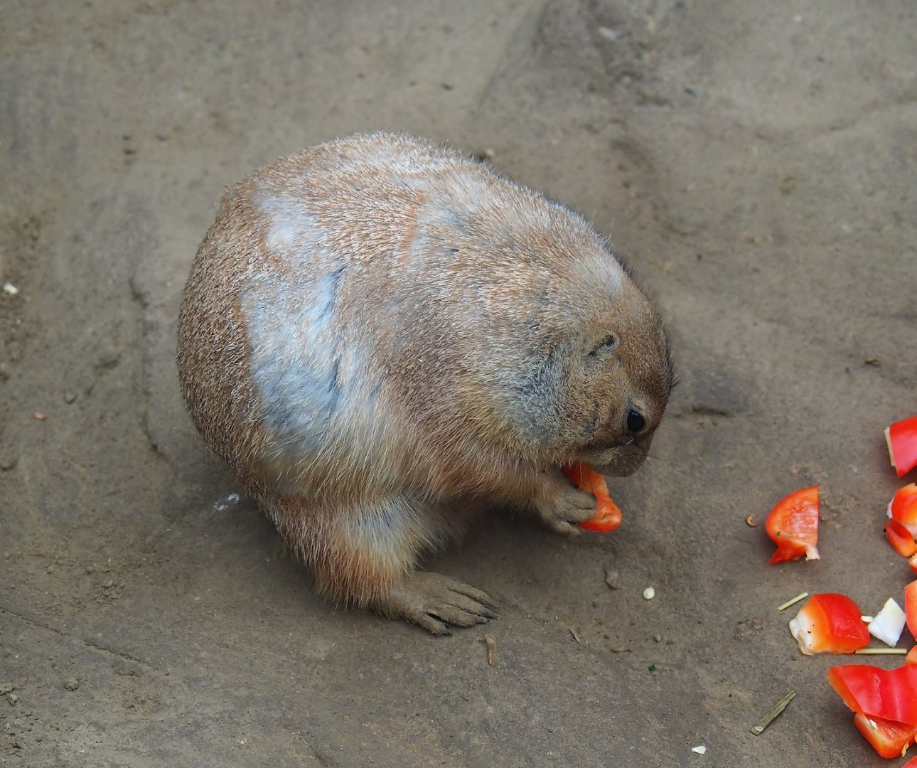 Black-tailed prairie dog (Cynomys ludovicianus), 2023-10-13