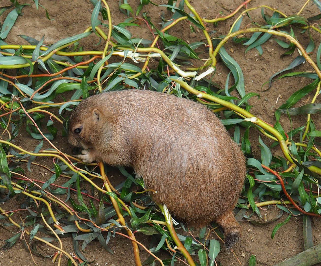 Black-tailed prairie dog (Cynomys ludovicianus), 2023-10-13