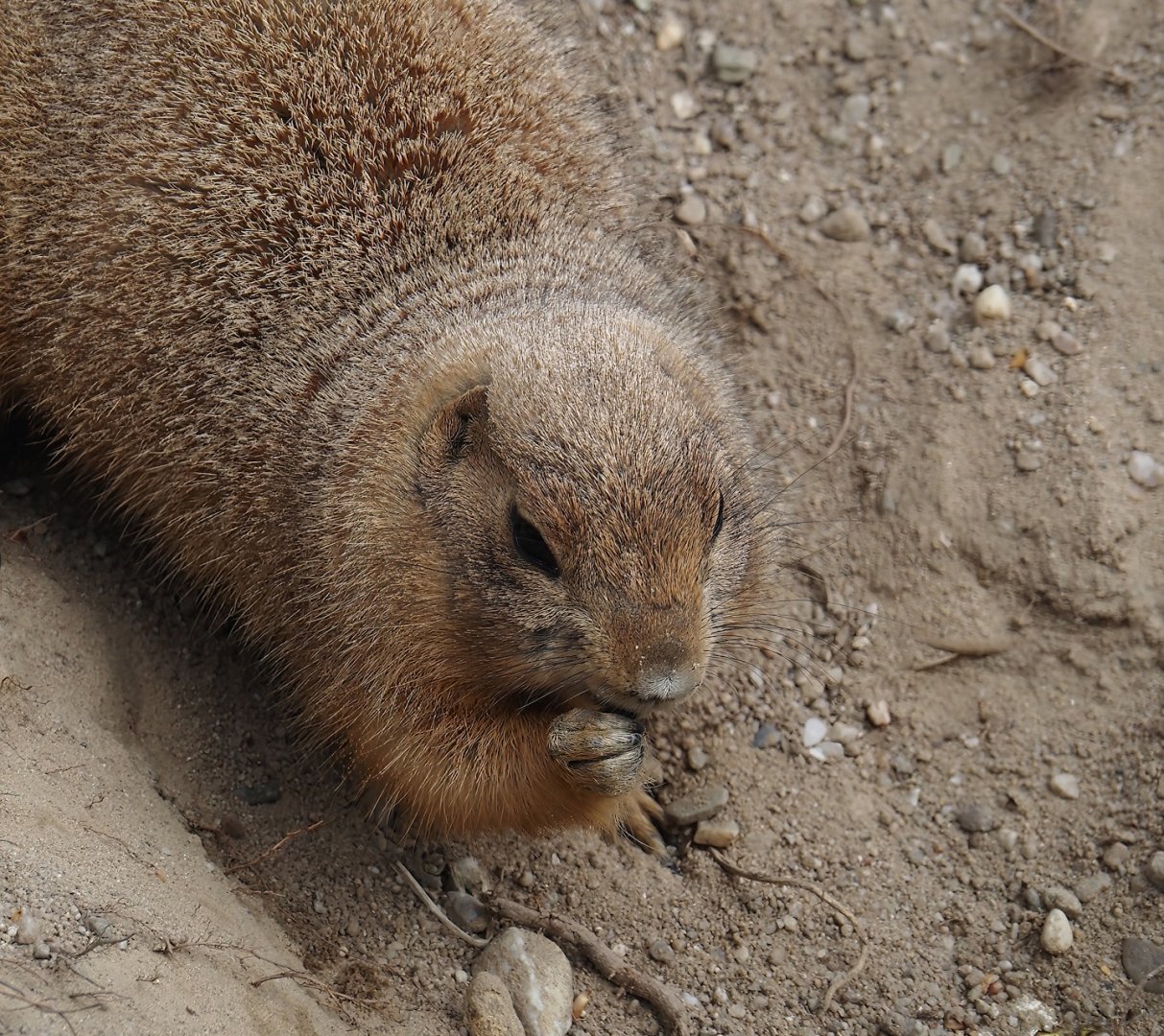 Black-tailed prairie dog (Cynomys ludovicianus), 2024-04-14