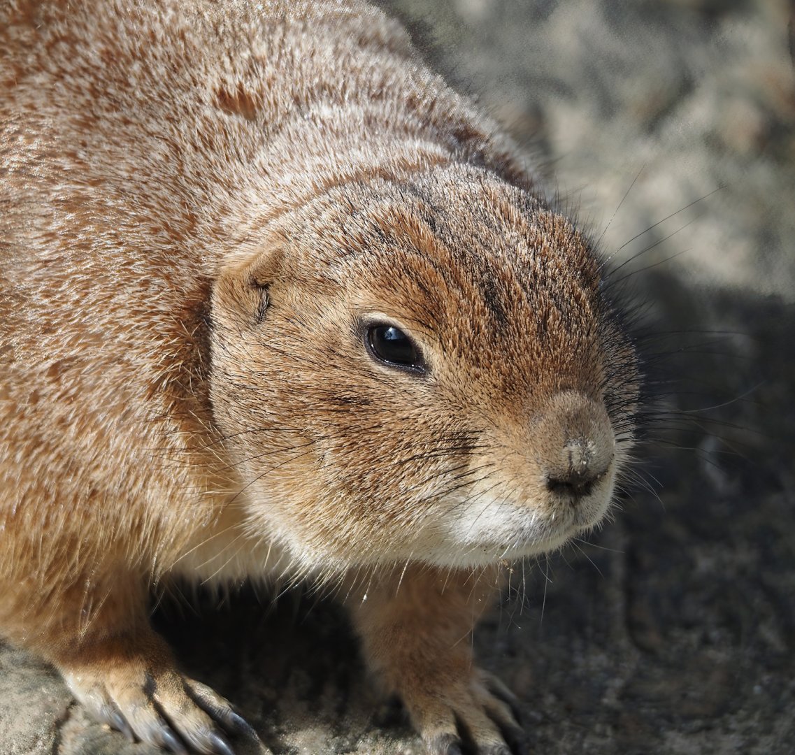 Black-tailed prairie dog (Cynomys ludovicianus), 2024-04-14