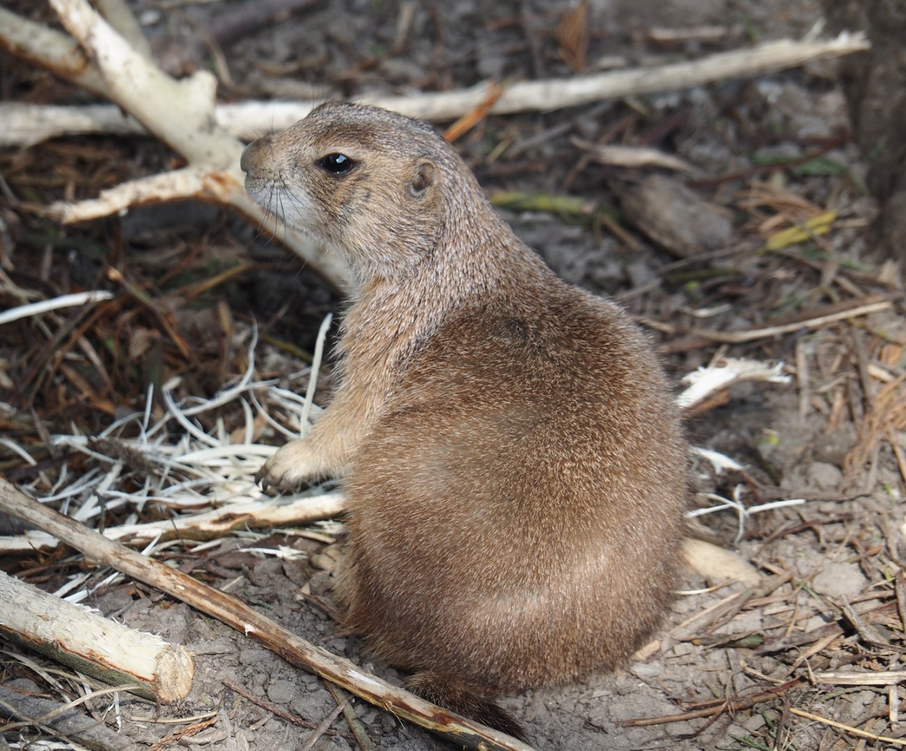 Black-tailed prairie dog (Cynomys ludovicianus), 2024-05-11
