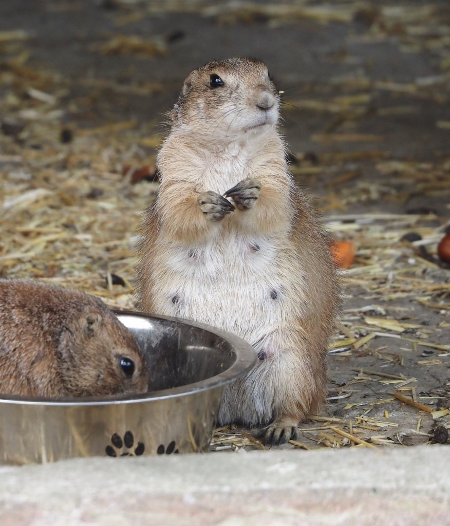 Black-tailed prairie dog (Cynomys ludovicianus), 2024-05-11