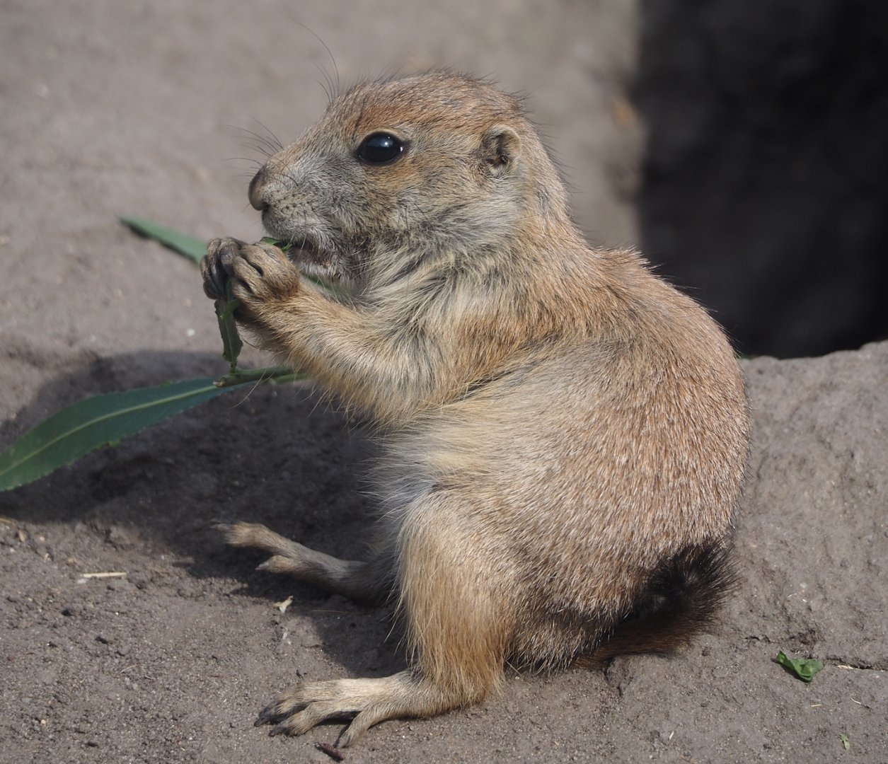 Black-tailed prairie dog (Cynomys ludovicianus), 2024-06-30