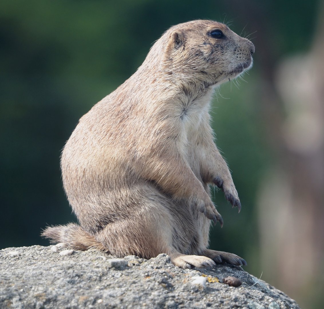 Black-tailed prairie dog (Cynomys ludovicianus), 2024-06-30