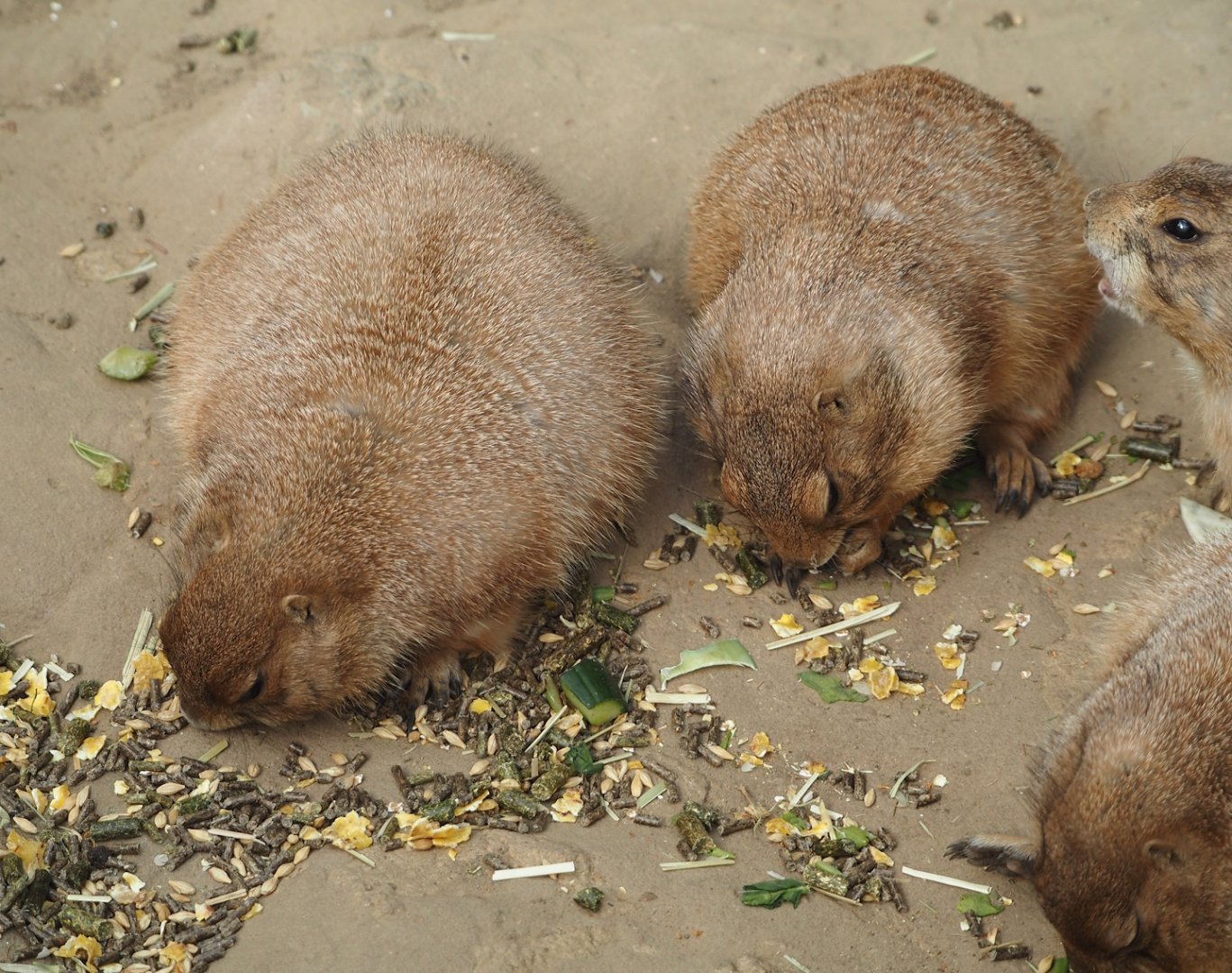 Black-tailed prairie dog (Cynomys ludovicianus), 2024-09-17