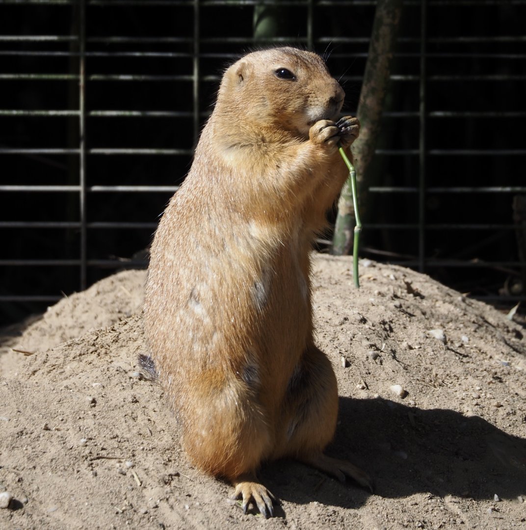 Black-tailed prairie dog (Cynomys ludovicianus), 2025-04-12