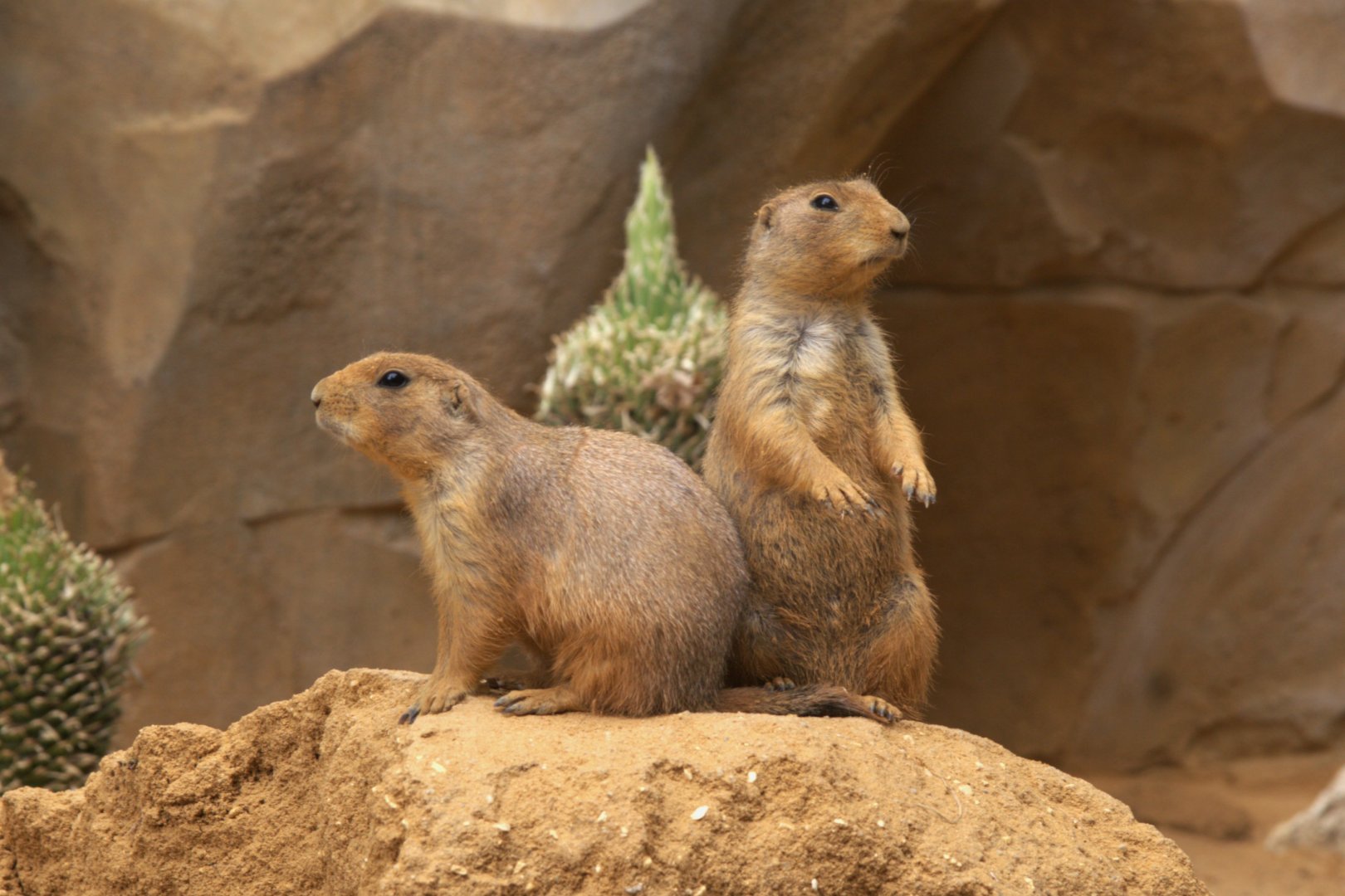Black-tailed Prairie Dog (Cynomys ludovicianus), 25-08-25