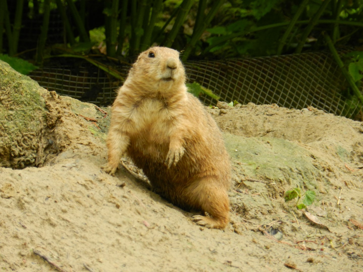 Black-Tailed Prairie Dog (cynomys ludovicianus) at Artis Royal Zoo, The Netherlands