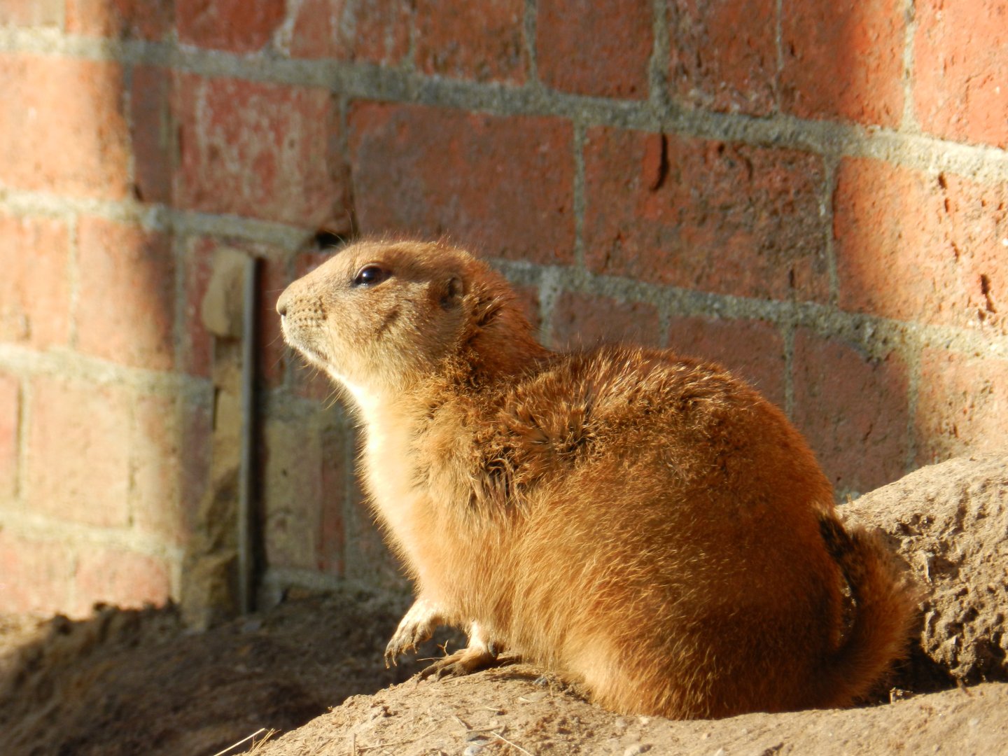 Black-Tailed Prairie Dog (Cynomys ludovicianus) at Hobbledown Adventure Farm Park and Zoo, England