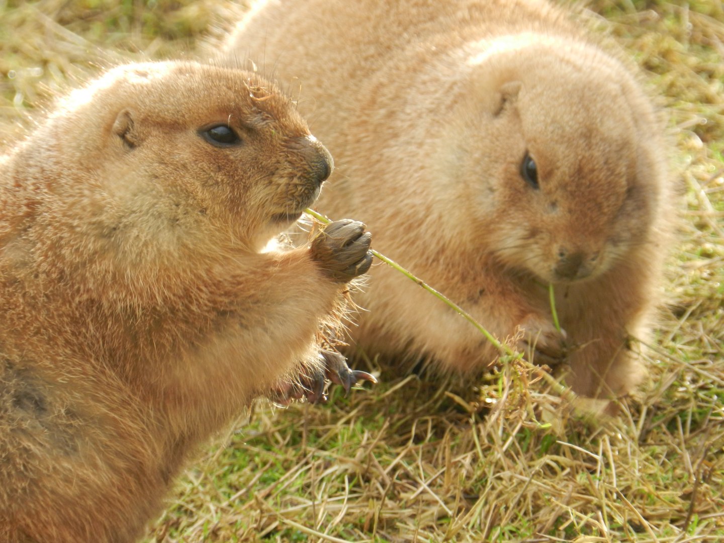 Black-Tailed Prairie Dog (Cynomys ludovicianus) at Noah's Ark Zoo Farm, England