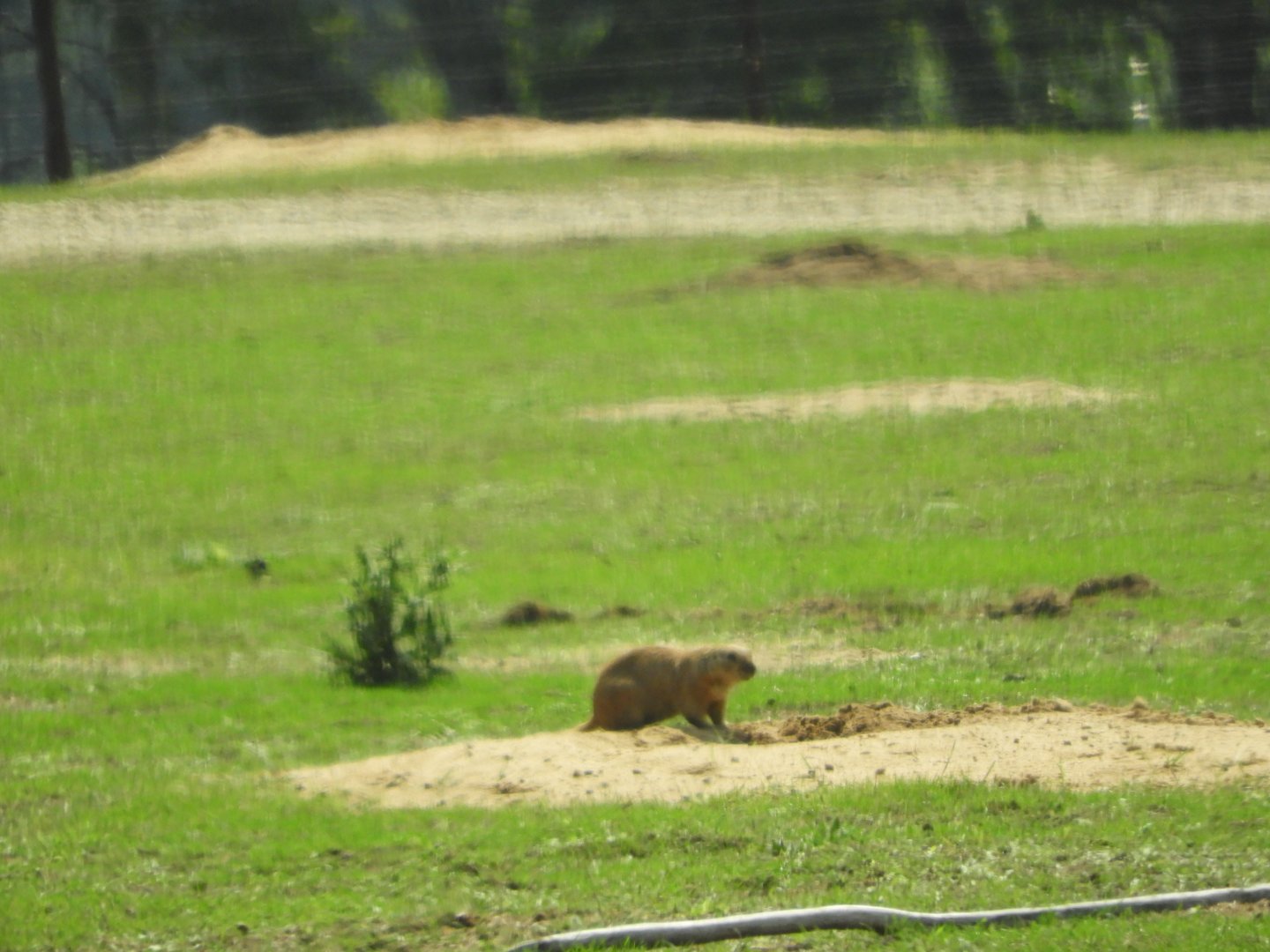 Black-tailed Prairie Dog (Cynomys ludovicianus) at Shamba Safari