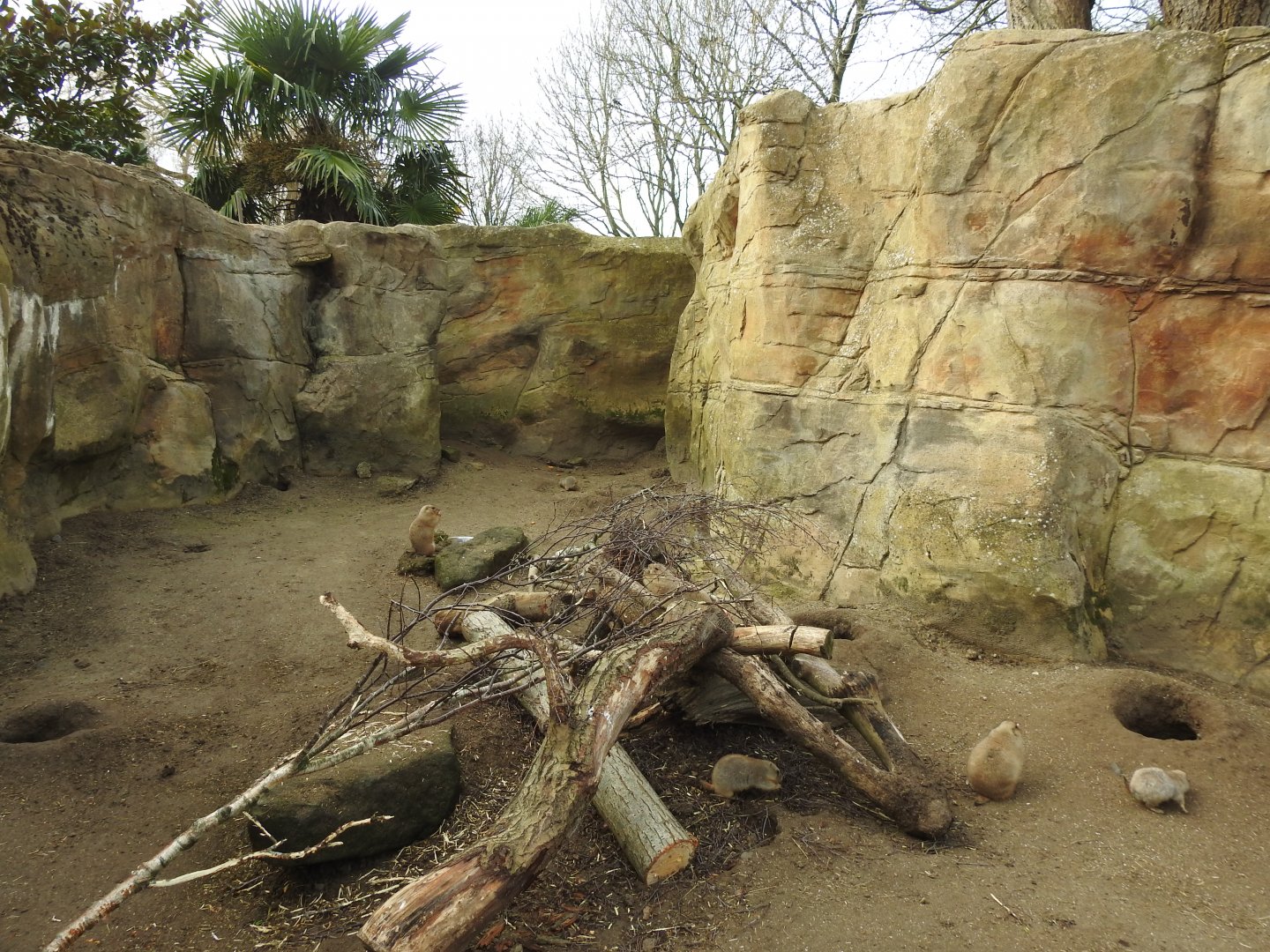 Black-Tailed Prairie Dog (Cynomys ludovicianus) Enclosure