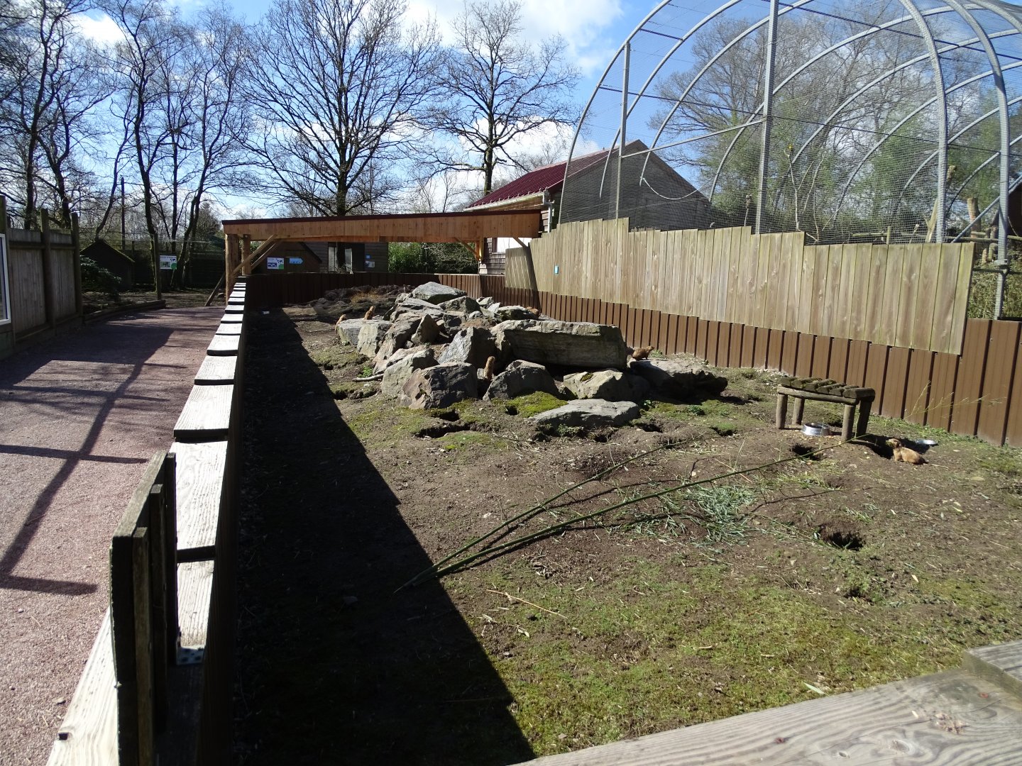 Black-tailed prairie dog (Cynomys ludovicianus) exhibit