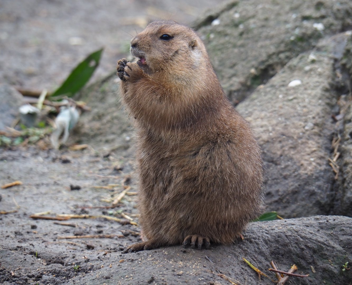 Black-tailed prairie dog (Cynomys ludovicianus), Nov 10th, 2018