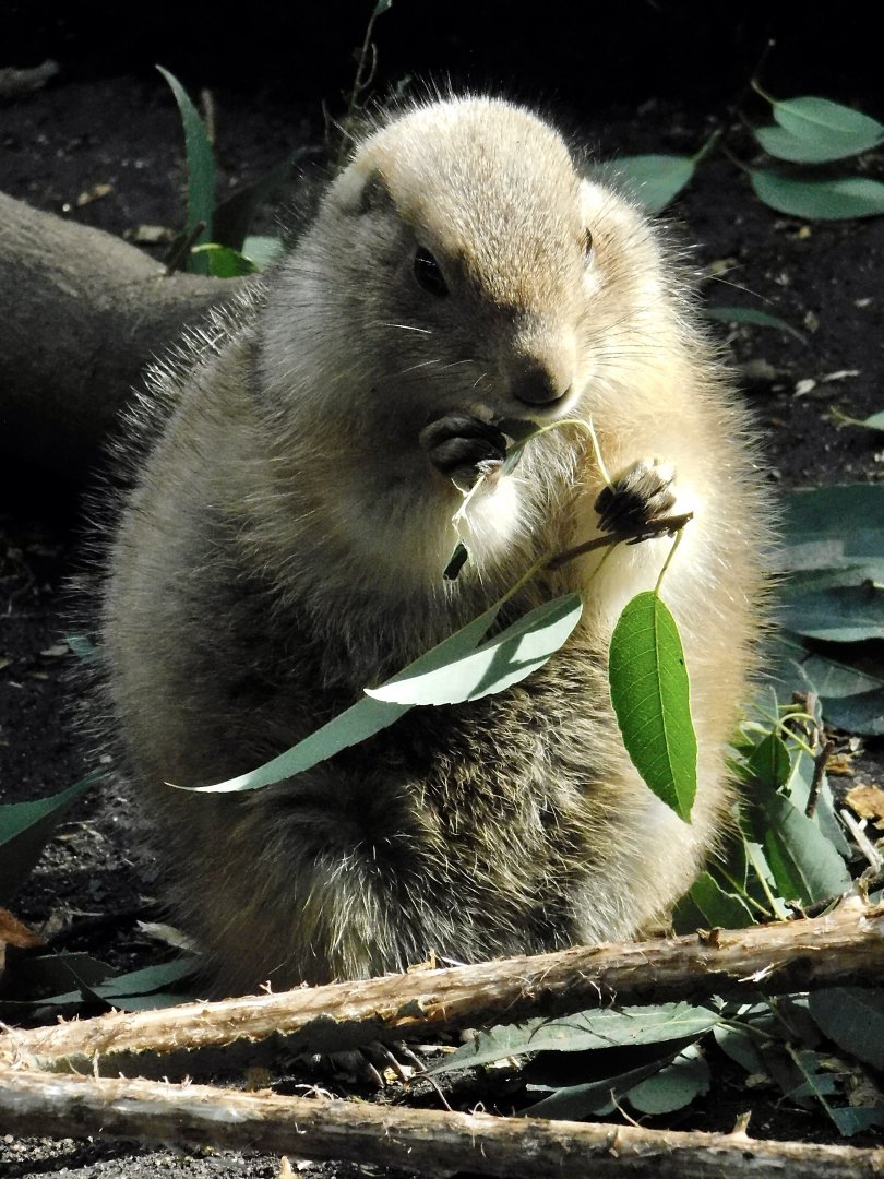Black-Tailed Prairie Dog (Cynomys ludovicianus) October 18, 2025