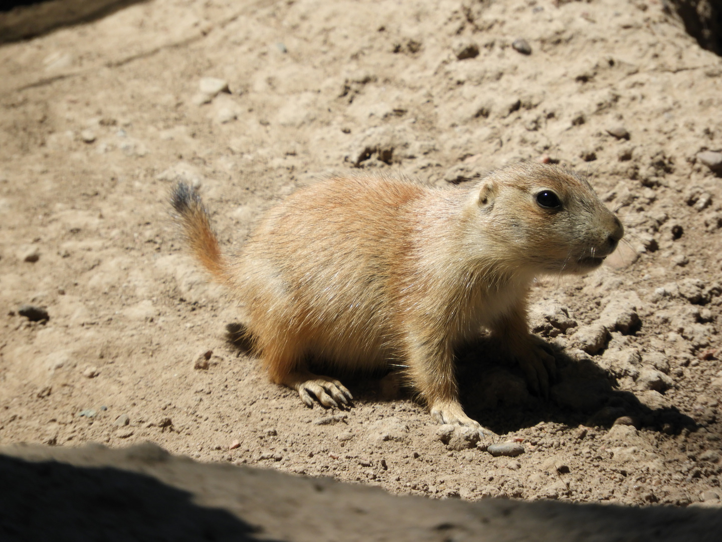 Black-Tailed Prairie Dog (Cynomys ludovicianus) pup