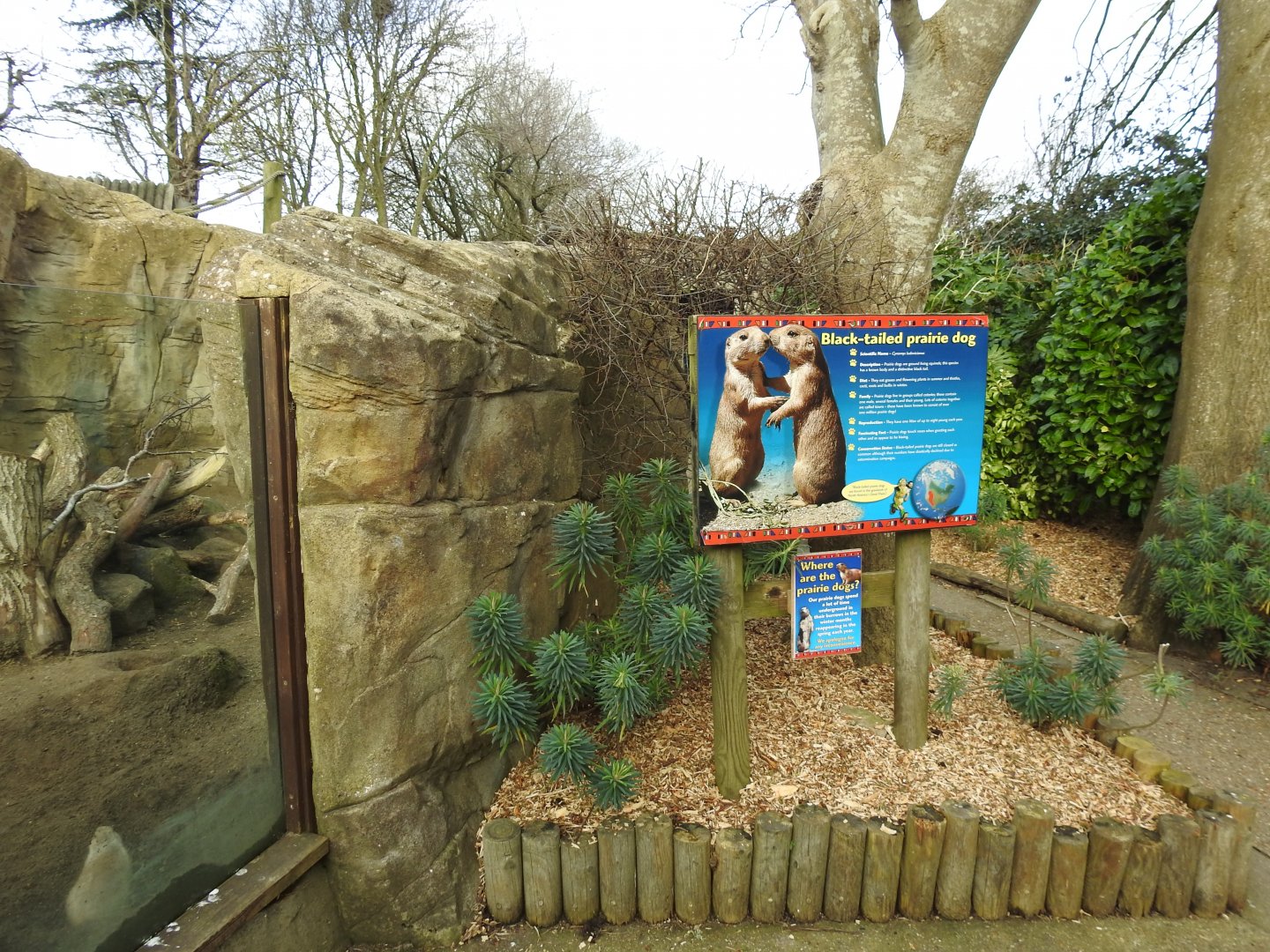 Black-Tailed Prairie Dog (Cynomys ludovicianus) Sign