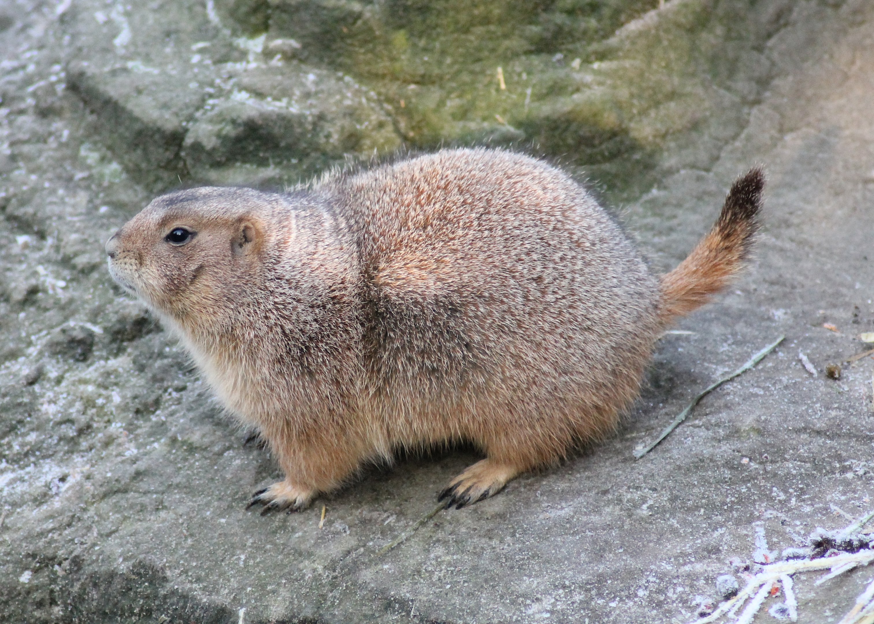 Black-tailed prairie dog (Cynomys ludovicianus) - "Yukon Bay"