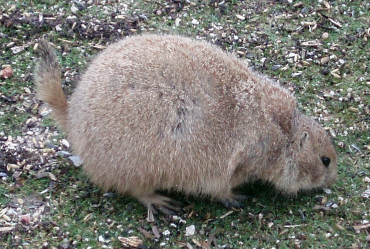 Black-tailed Prairie Dog (Cynomys ludovicianus)