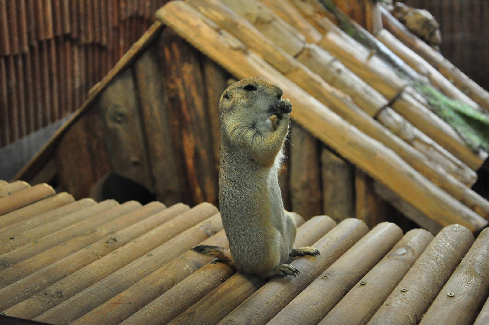 Black-tailed prairie dog/ Cynomys ludovicianus