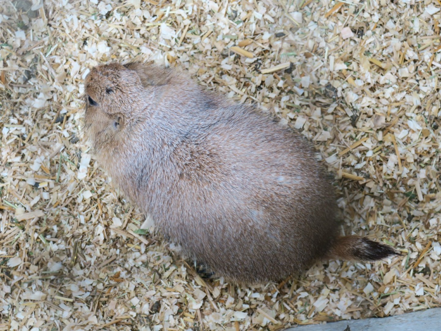 black-tailed prairie dog (Cynomys ludovicianus)