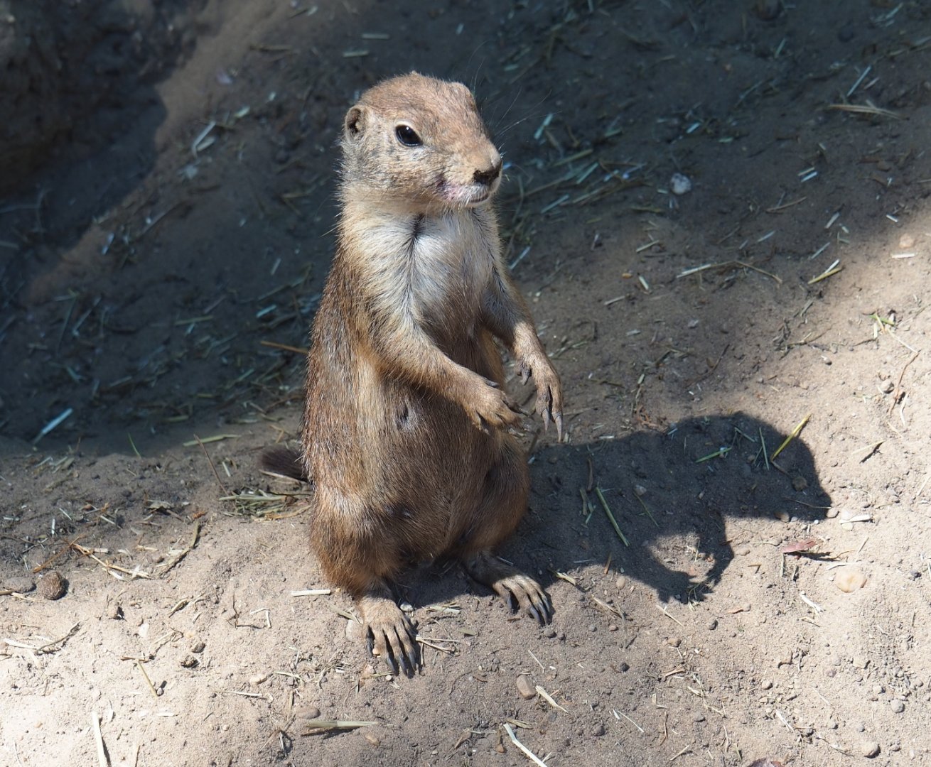 Black-tailed prairie dog (Cynomys ludovicianus)