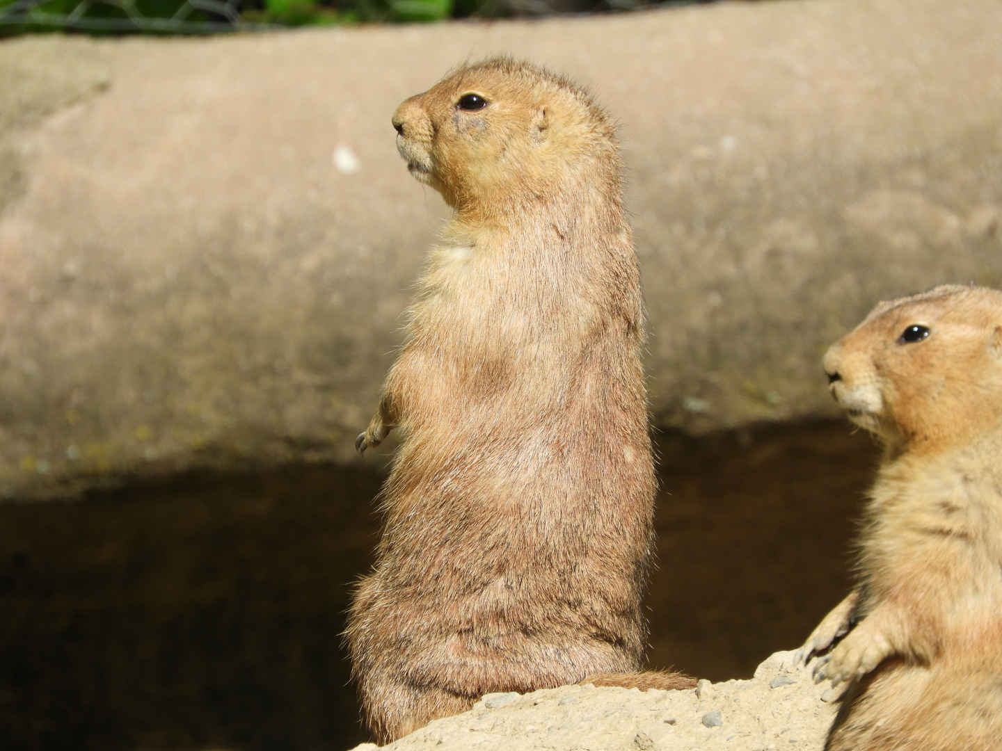 Black-tailed Prairie Dog (Cynomys ludovicianus)