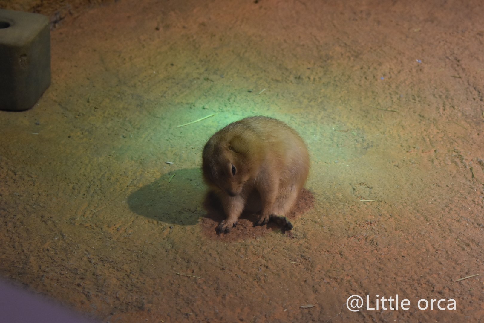 Black-tailed Prairie Dog（Cynomys ludovicianus）