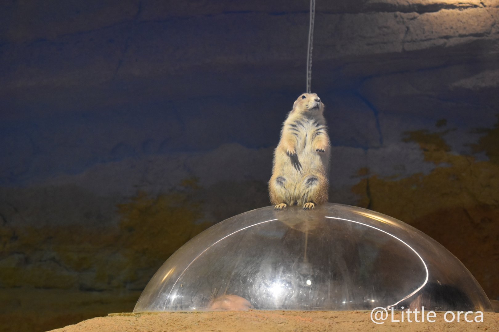 Black-tailed Prairie Dog（Cynomys ludovicianus）