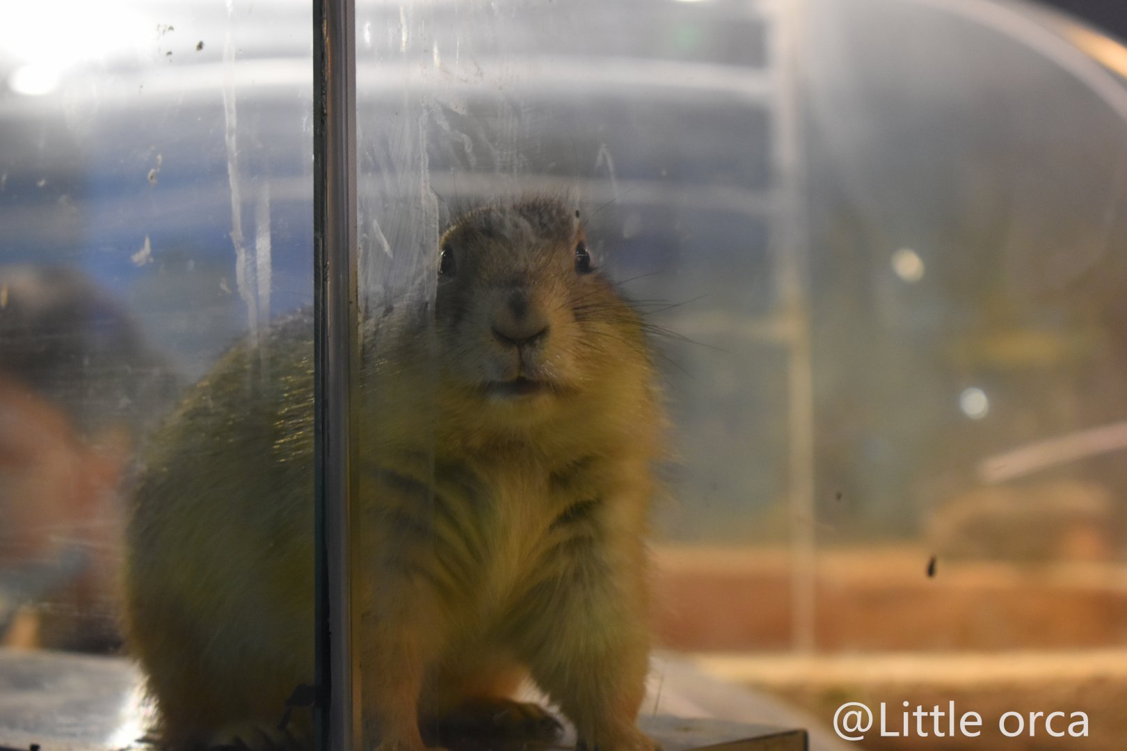 Black-tailed Prairie Dog（Cynomys ludovicianus）