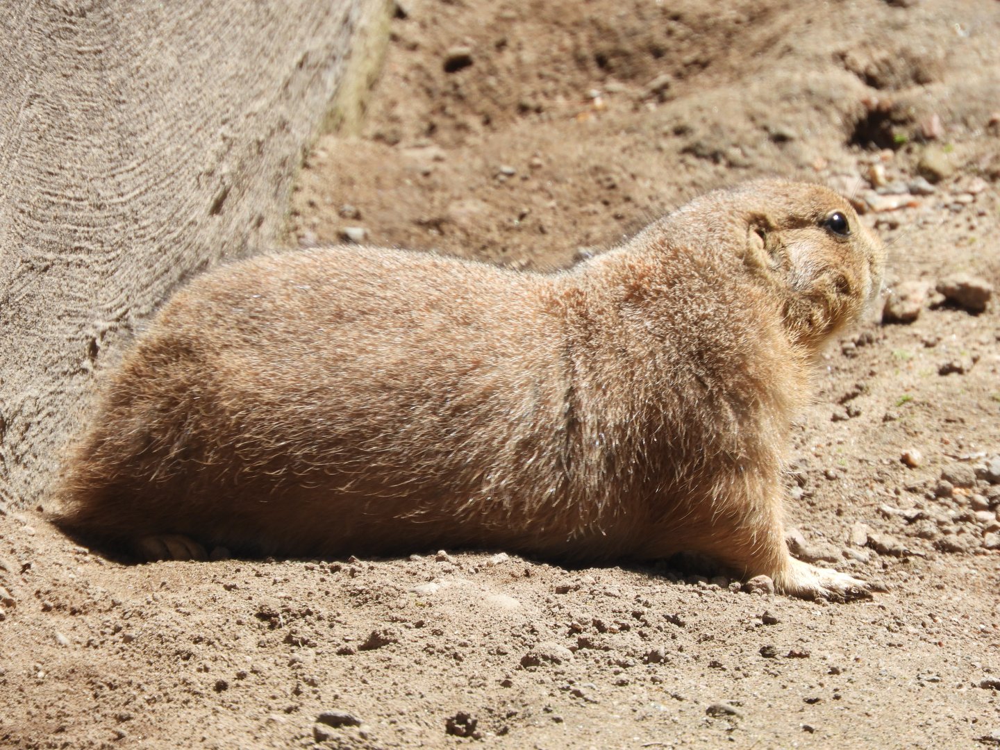 Black-tailed Prairie Dog (Cynomys ludovicianus)