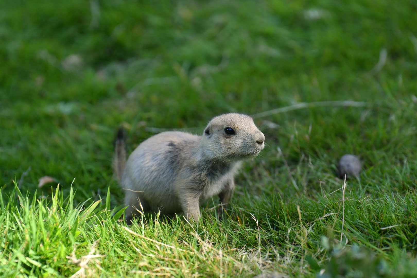 Black-tailed prairie dog (Cynomys ludovicianus)
