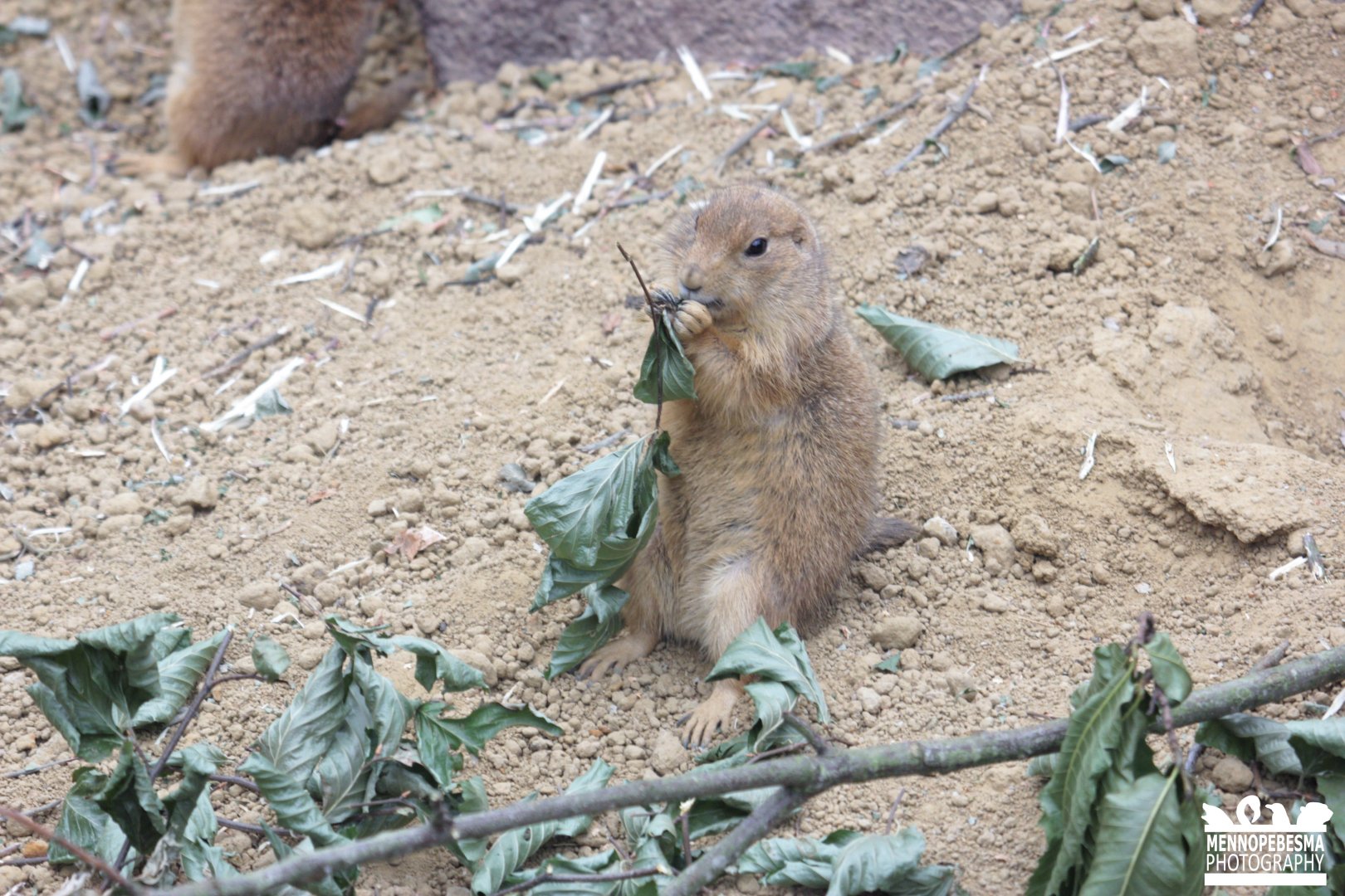 Black-tailed prairie dog (Cynomys ludovicianus)