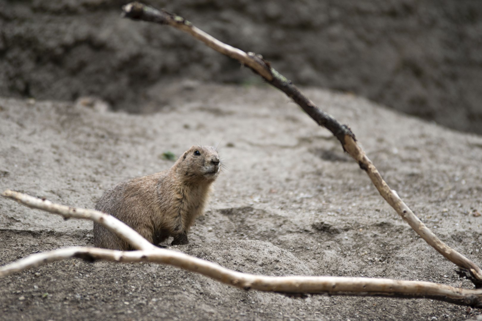 Black-tailed prairie dog (Cynomys ludovicianus)