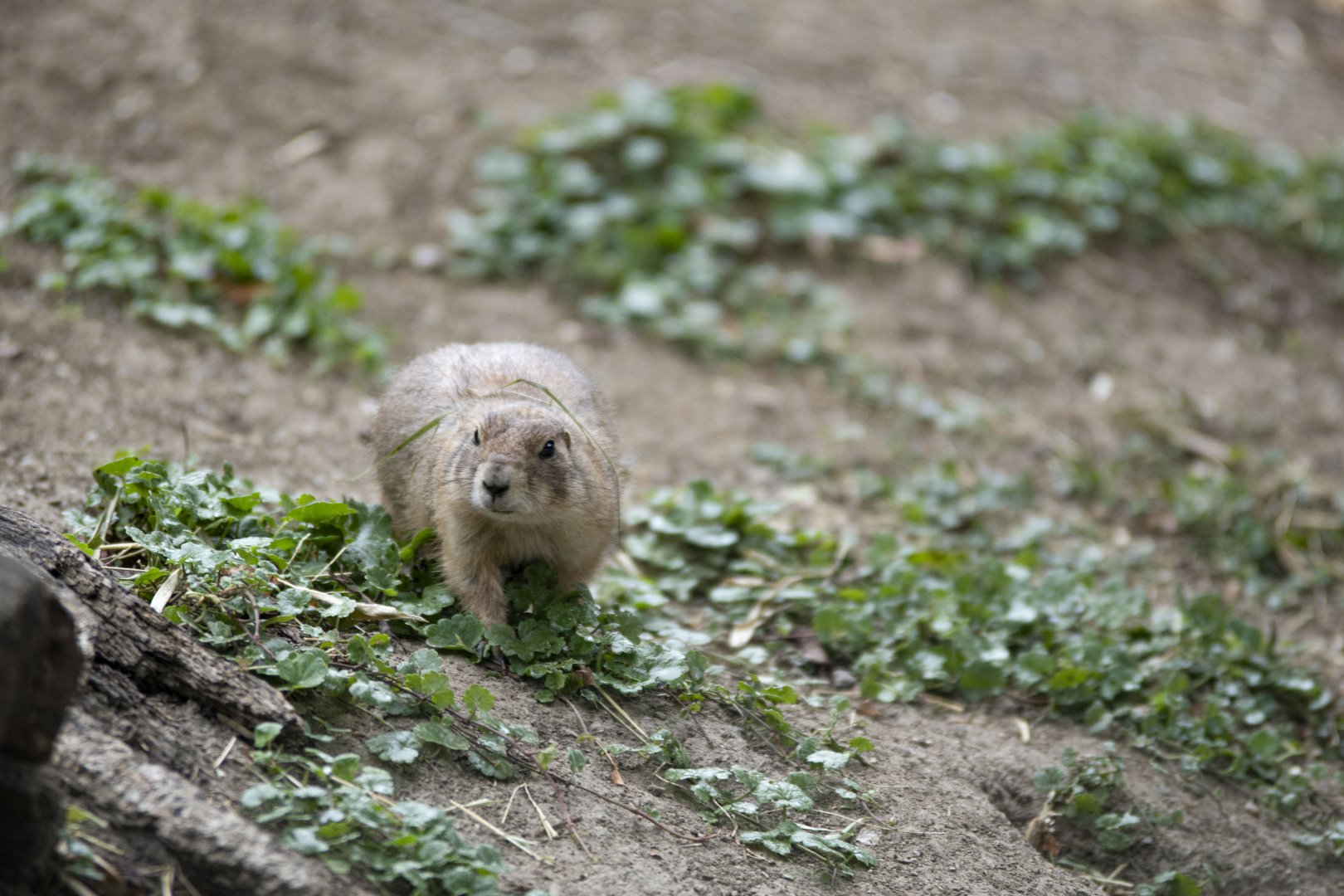 Black-tailed prairie dog (Cynomys ludovicianus)
