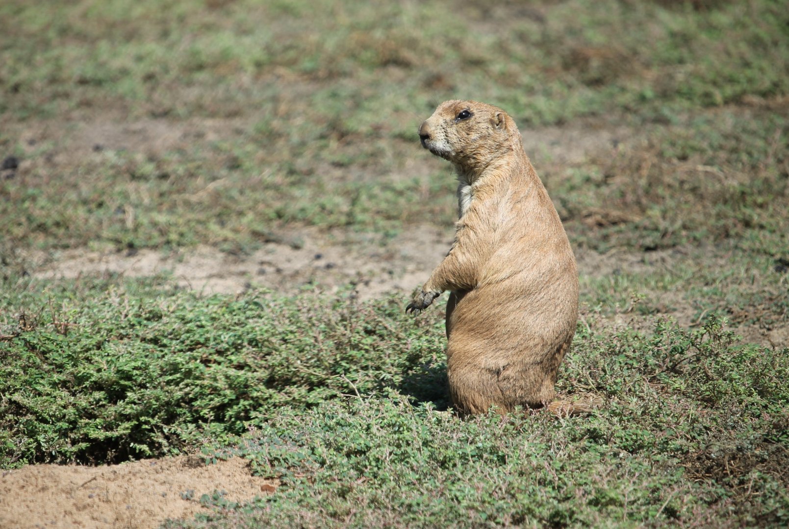Black-Tailed Prairie Dog (Cynomys ludovicianus)