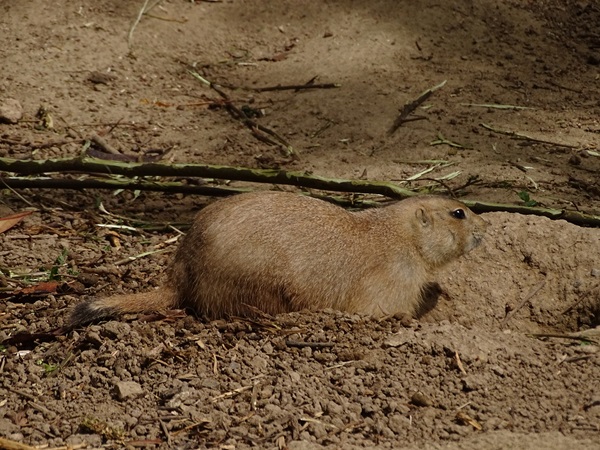 Black-tailed prairie dog (Cynomys ludovicianus)
