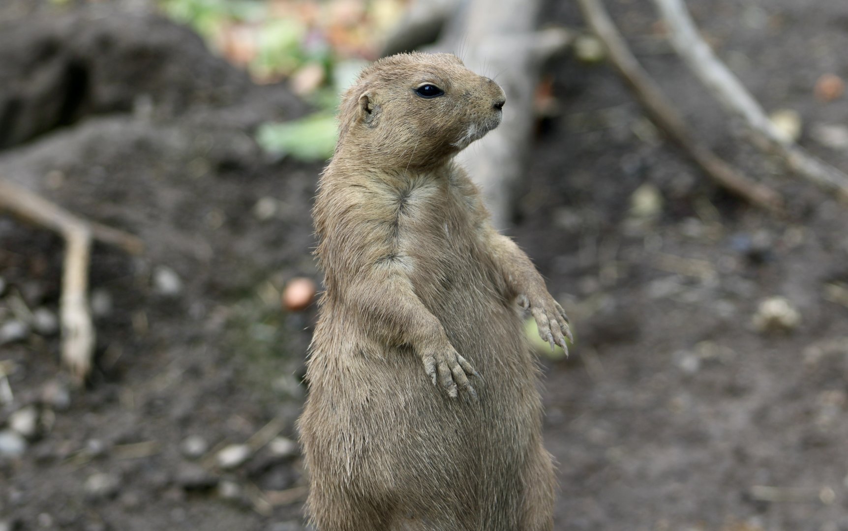 Black-Tailed Prairie Dog (Cynomys ludovicianus)
