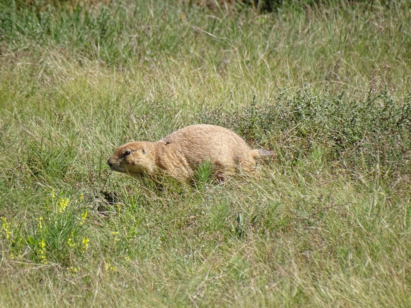 Black tailed prairie dog (Cynomys ludovicianus)