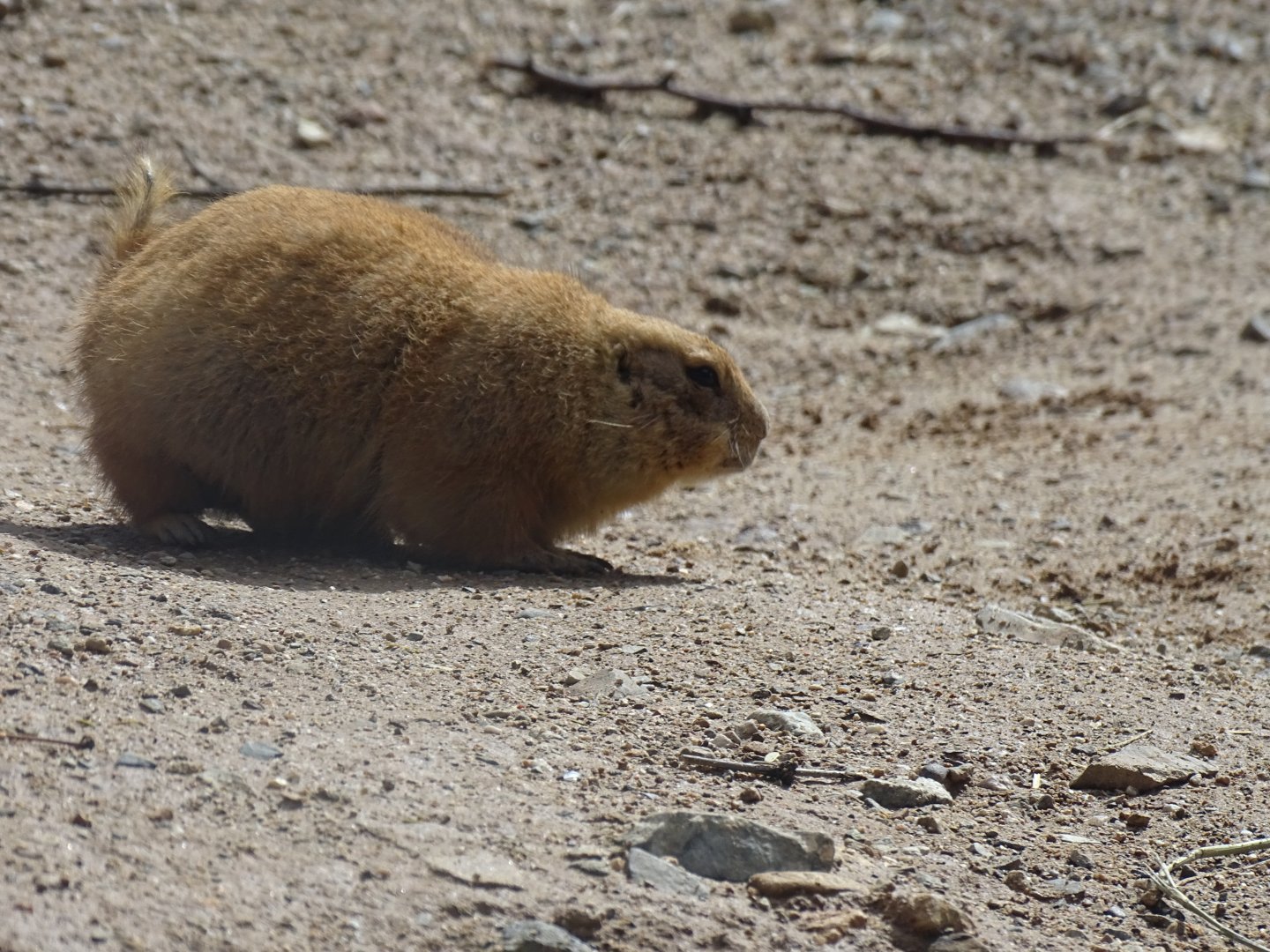 Black-tailed prairie dog (Cynomys ludovicianus)