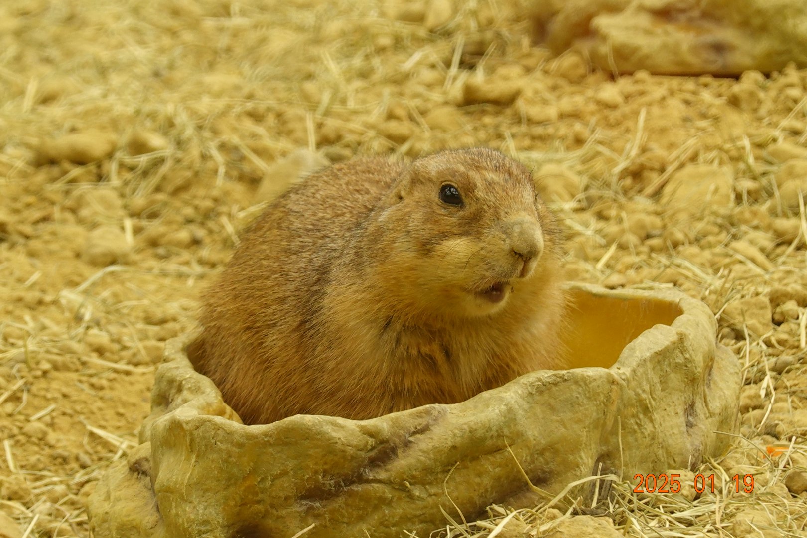 Black-tailed Prairie Dog (Cynomys ludovicianus)