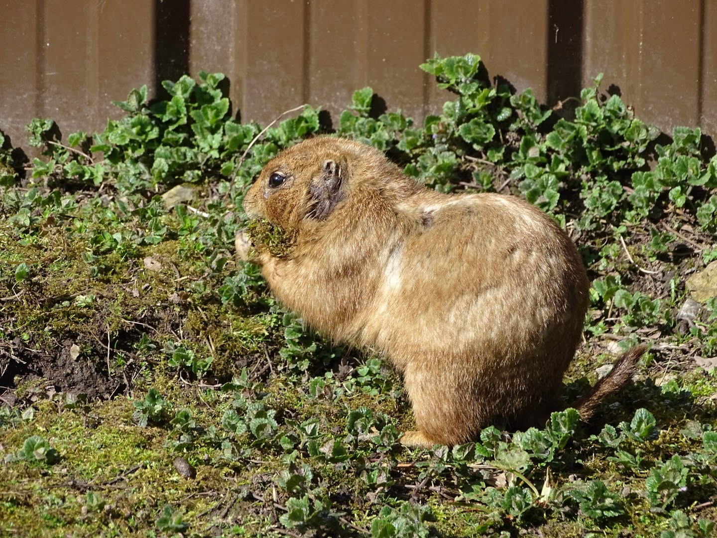 Black-tailed prairie dog (Cynomys ludovicianus)