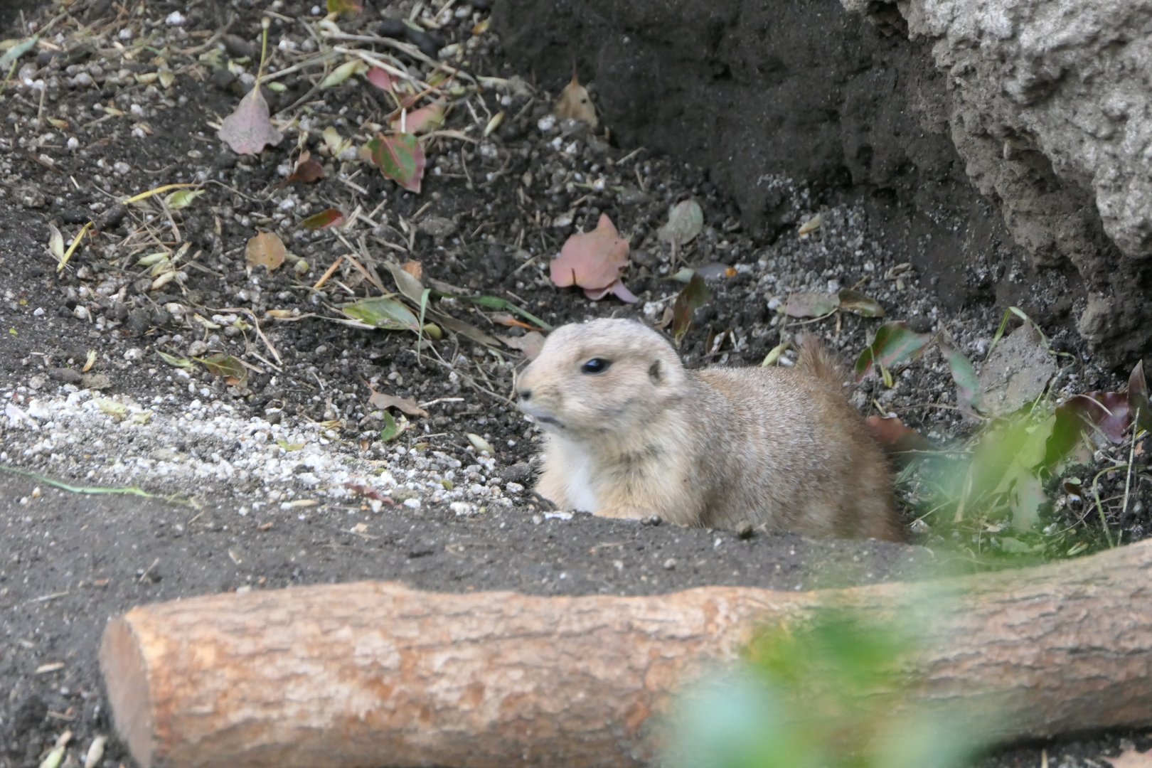 Black-tailed Prairie Dog (Cynomys ludovicianus)