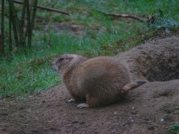 Black-tailed prairie dog (Cynomys ludovicianus)
