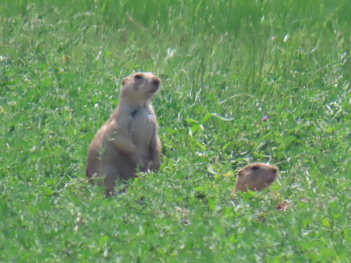 Black-tailed Prairie Dog (Cynomys ludovicianus)