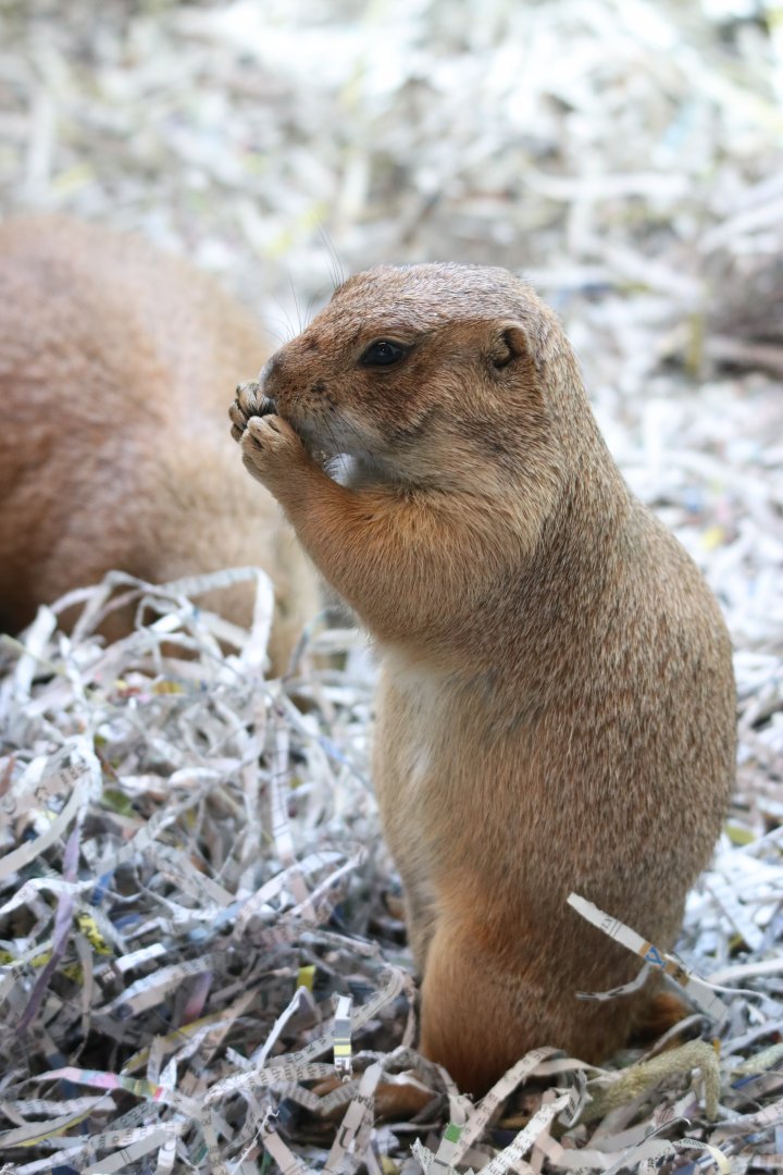 Black-Tailed Prairie Dog (Cynomys ludovicianus)