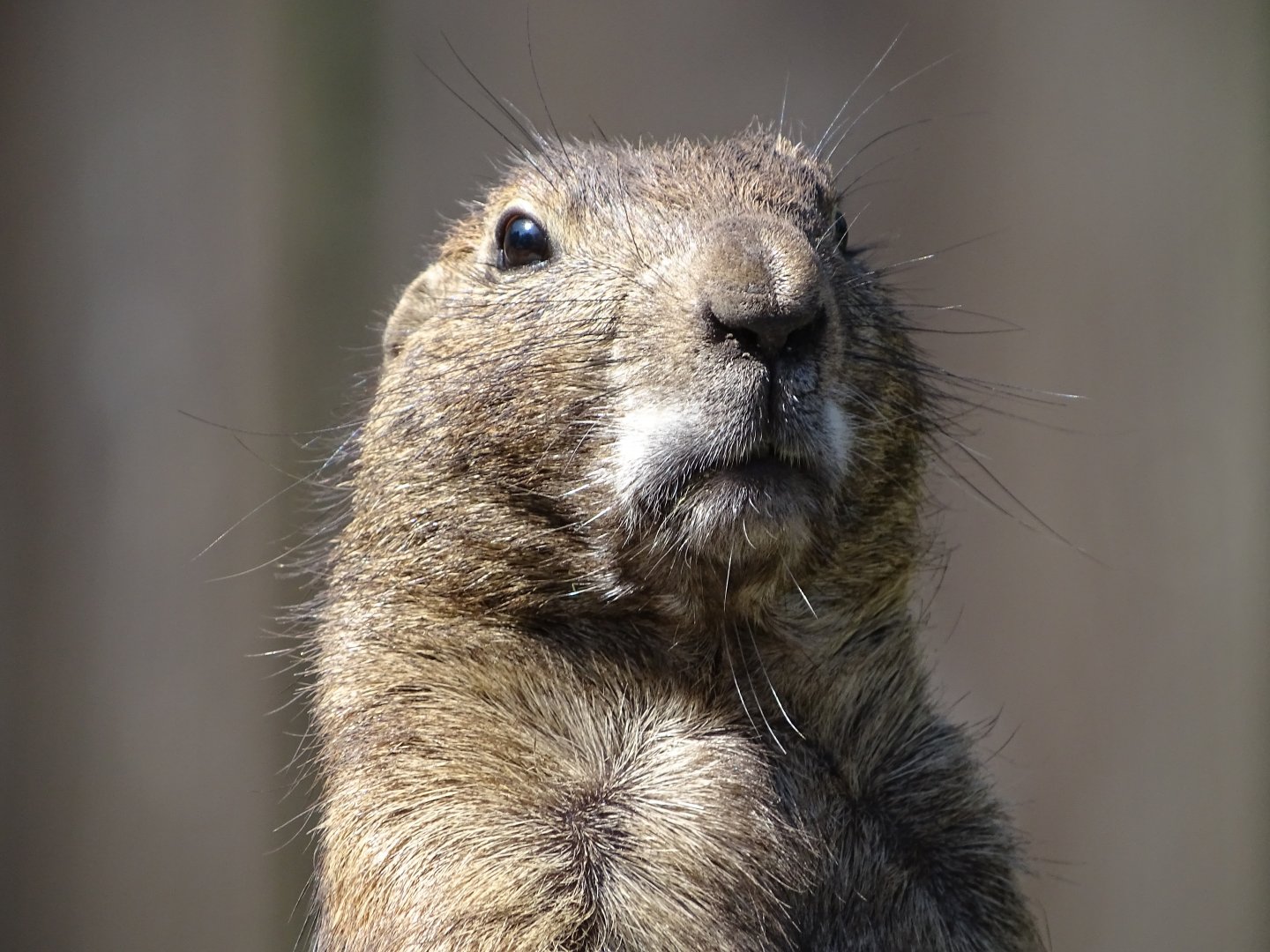 Black-tailed prairie dog (Cynomys ludovicianus)