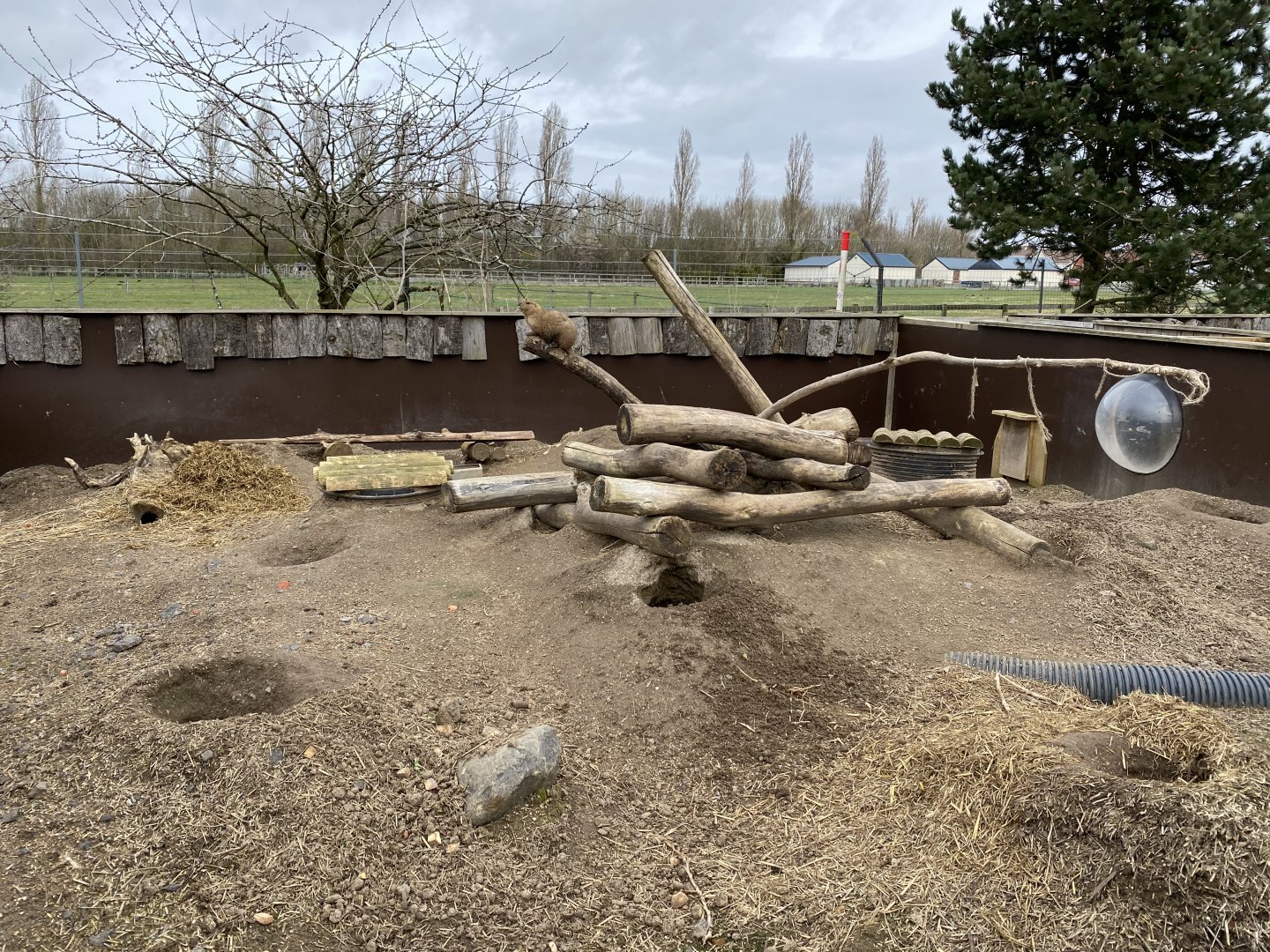Black-tailed prairie dog enclosure 070320